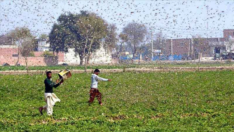 Locust-crisis-pakistan