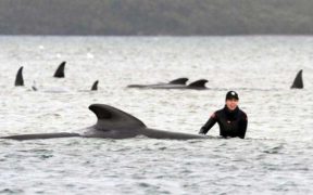 Whales-Tasmania