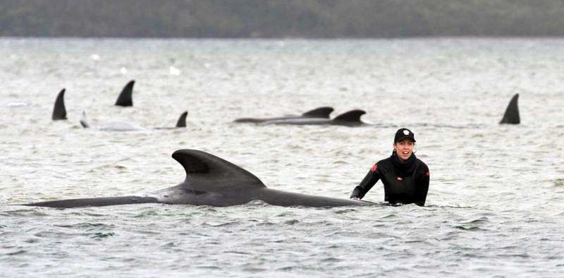 Whales-Tasmania