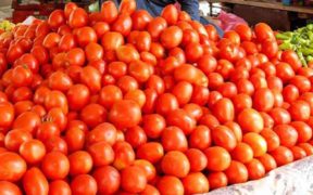 tomatoes-iran-pakistan-import