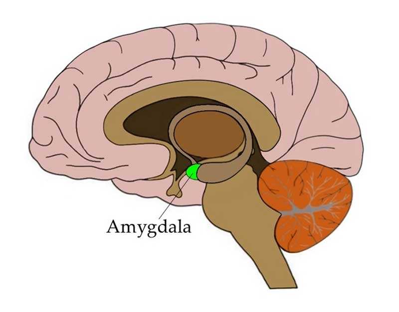 amygdala