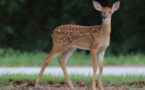 seven-rare-deer-mysteriously-dead-in-bahawalpur-zoo