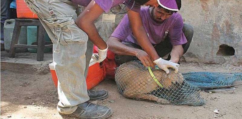 istanbuls-streets-are-safe-for-stray-dogs