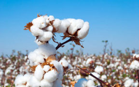 Cotton production Declines