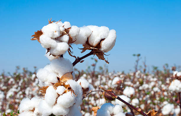 Cotton production Declines