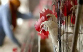 russia-reports-first-case-of-bird-flu-in-humans