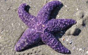 sea star