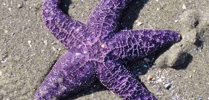 sea star