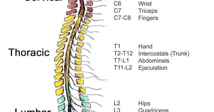 Spinal Cord Injury