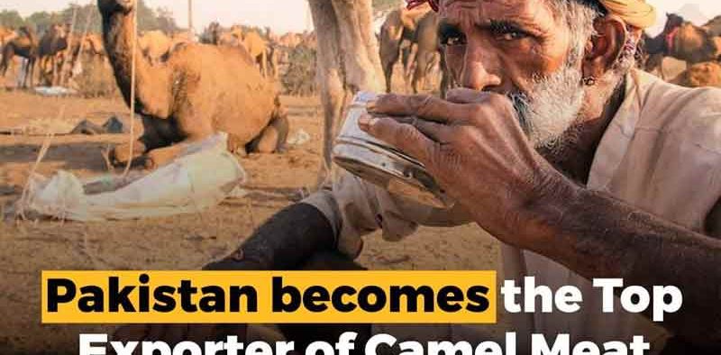 Camel-Meat-Exporter