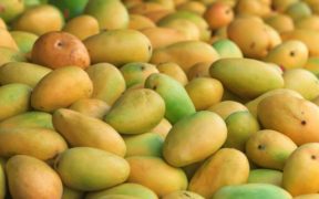 mango-Pakistan-export