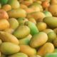 Mango yield is impacted by climate change