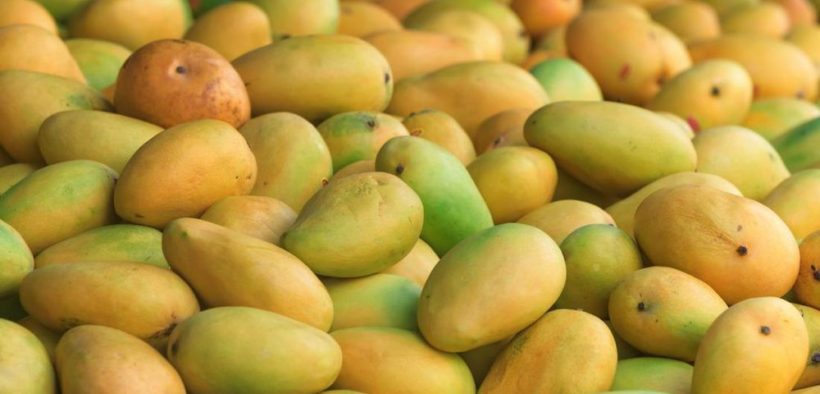 Mango yield is impacted by climate change