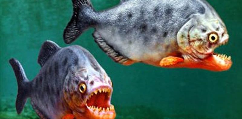 Piranhas-deadly-or-not