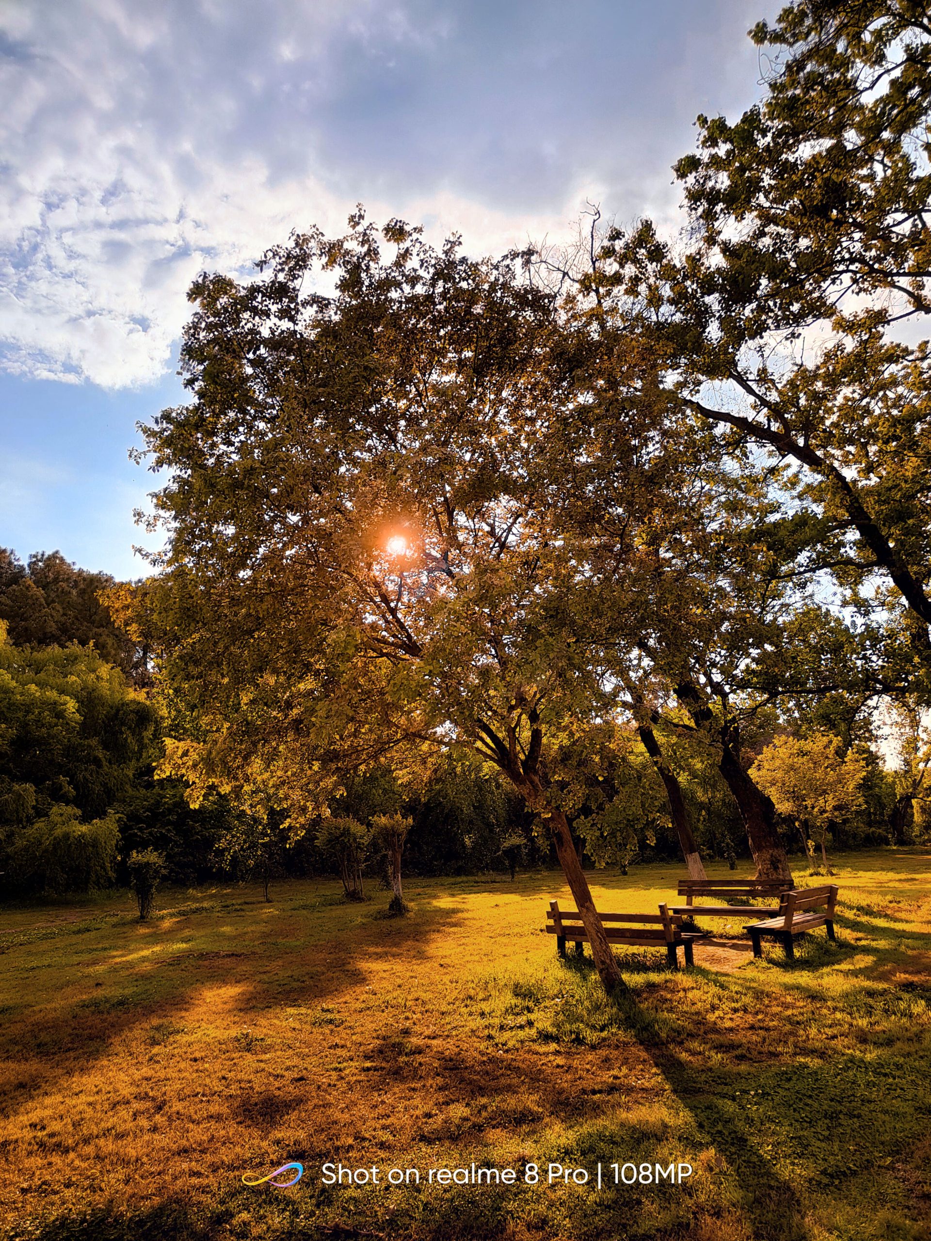 sun-in-a-tree