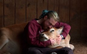 cuddling cows can help lower anxiety
