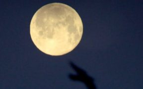 Tonight is predicted to be the first "Wolf Moon" of 2024