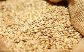 Pakistan Chooses to "Ban" Wheat Imports