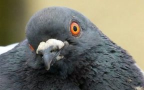 After eight months, India released a pigeon accused of spying