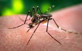 Skilled Pakistan was chosen to instruct African nations on mosquito identification