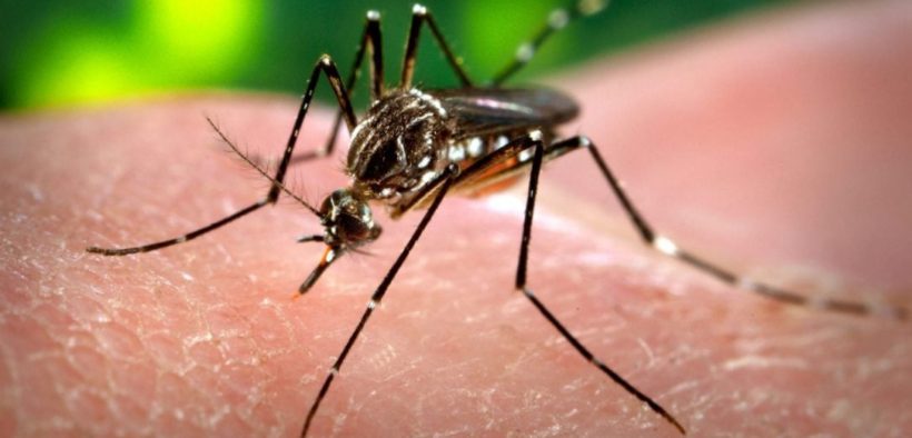 Skilled Pakistan was chosen to instruct African nations on mosquito identification