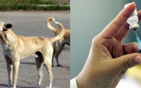 A university in Pakistan creates the "Dow Rab" dog bite vaccination