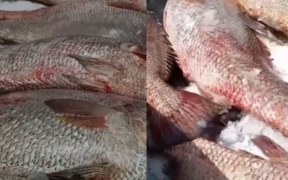 300 croakers worth millions of rupees are caught by fishermen