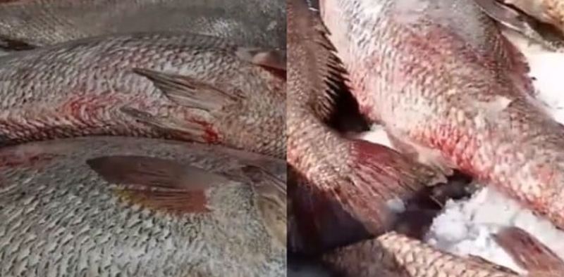 300 croakers worth millions of rupees are caught by fishermen