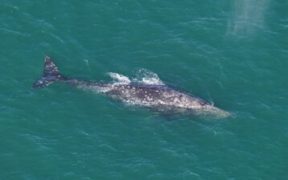 Found off the coast of New England, gray whales were thought to be extinct 200 years ago