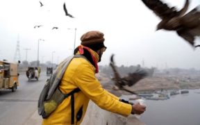 Notwithstanding restrictions on the practice, Pakistanis feed raptors