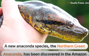 The world's largest snake, the Amazon anaconda, has a new species