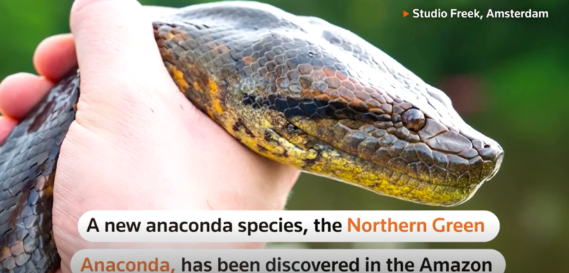 The world's largest snake, the Amazon anaconda, has a new species