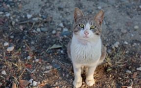 Turks are furious about a stray cat death