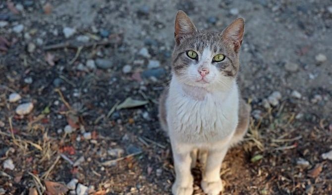 Turks are furious about a stray cat death