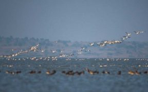 Sindh reports 11 new varieties of birds