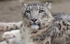 According to a research, snow leopards in G-B are seriously threatened by infrastructure development