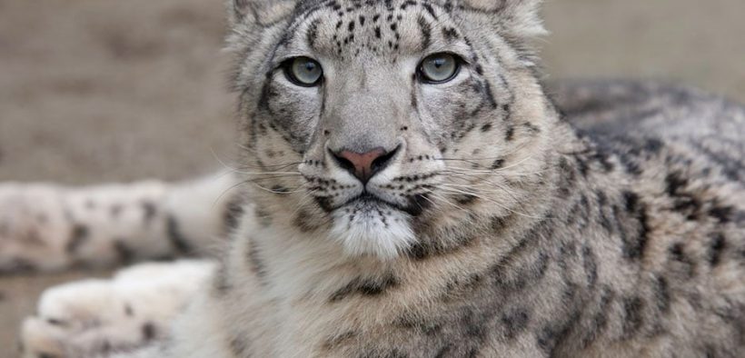 According to a research, snow leopards in G-B are seriously threatened by infrastructure development