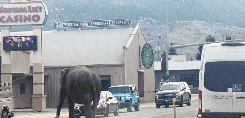"Old" circus elephant Viola escapes on the streets of Montana