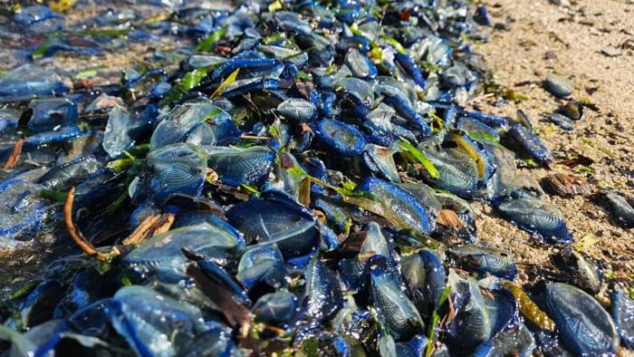 Amazing: California sees the arrival of blue animals