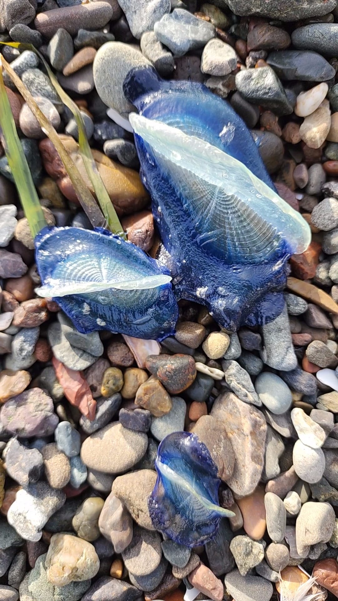 Amazing: California sees the arrival of blue animals