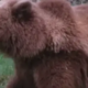 British Tourist Attacked by Bears in Romania Safety Tips and Cautionary Tales