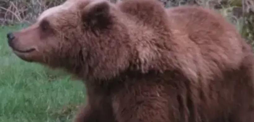 British Tourist Attacked by Bears in Romania Safety Tips and Cautionary Tales