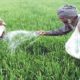 Urgent Import Decision Pakistan Faces 2.1 Million Ton Urea Fertilizer Shortfall for Kharif Season