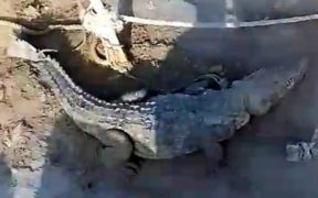 Near the Dasht River in Balochistan, locals catch a marsh crocodile