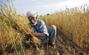 Report on the Wheat Scandal is due today