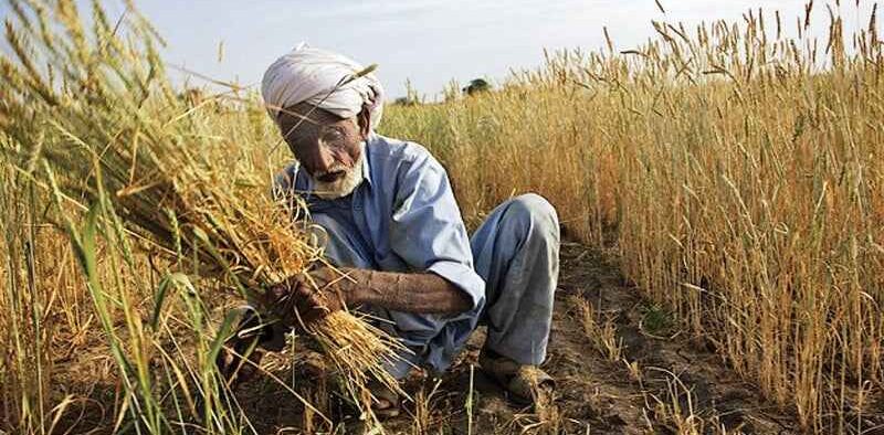 The import of excess wheat cost the national exchequer Rs 300 billion