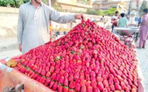 Climate change has a negative impact on strawberry output