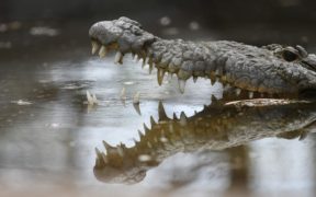 Mom detained for dropping her crippled son into a canal inhabited by crocodiles