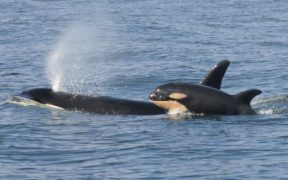 Why do orcas assault vessels?