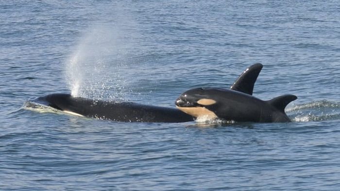 Why do orcas assault vessels?